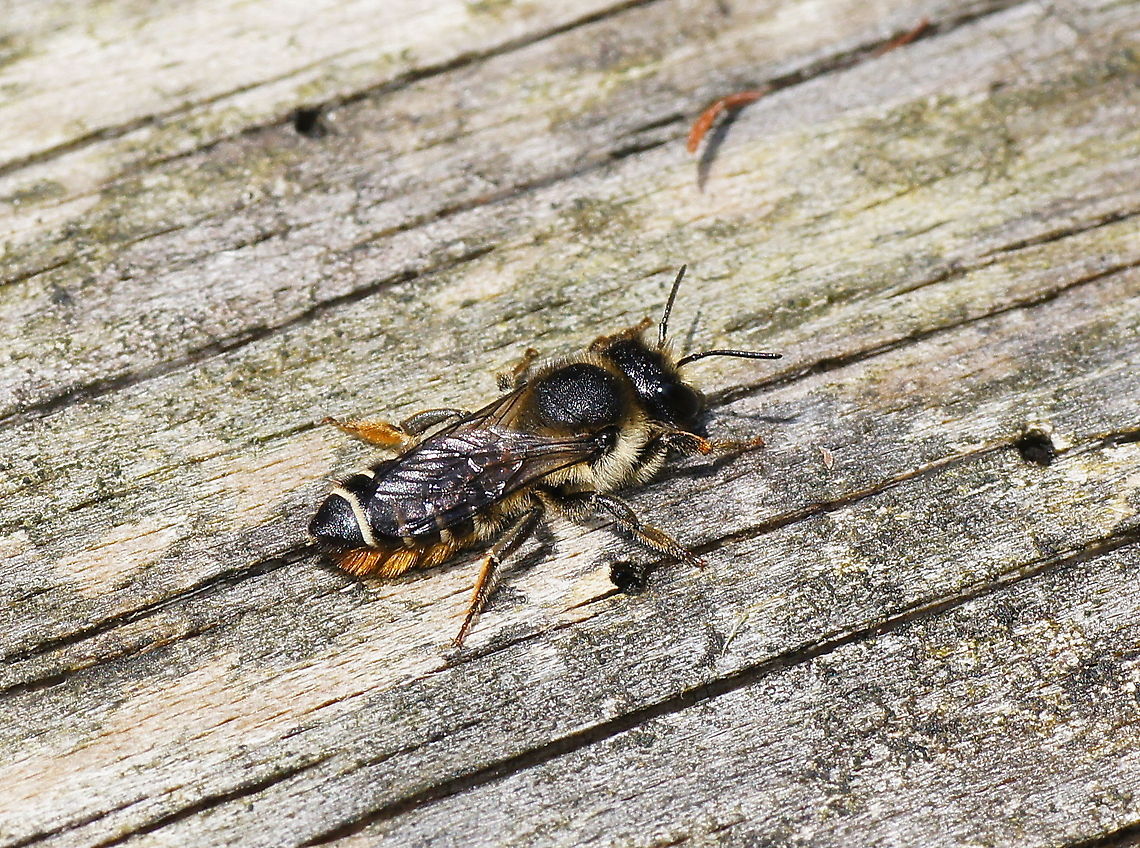 Leafcutter Bee Picture of a small bee. Specie is probably the  leafcutting bee (Megachile centuncularis)<br />
<br />
Dutch name: Tuinbladsnijder.<br />
(no english wiki) Geotagged,Megachile centuncularis,Megachile perihirta,The Netherlands