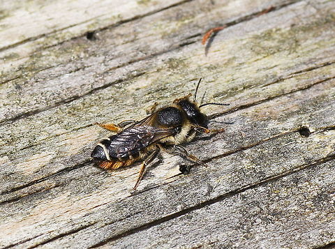 Leafcutter Bee Picture of a small bee. Specie is probably the  leafcutting bee (Megachile centuncularis)

Dutch name: Tuinbladsnijder.
(no english wiki) Geotagged,Megachile centuncularis,Megachile perihirta,The Netherlands
