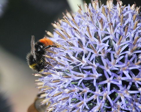 Red-tailed bumblebee (Bombus lapidarius) The males also have yellow on them, so this is a male.

Dutch name: Steenhommel Bombus lapidarius,Geotagged,The Netherlands