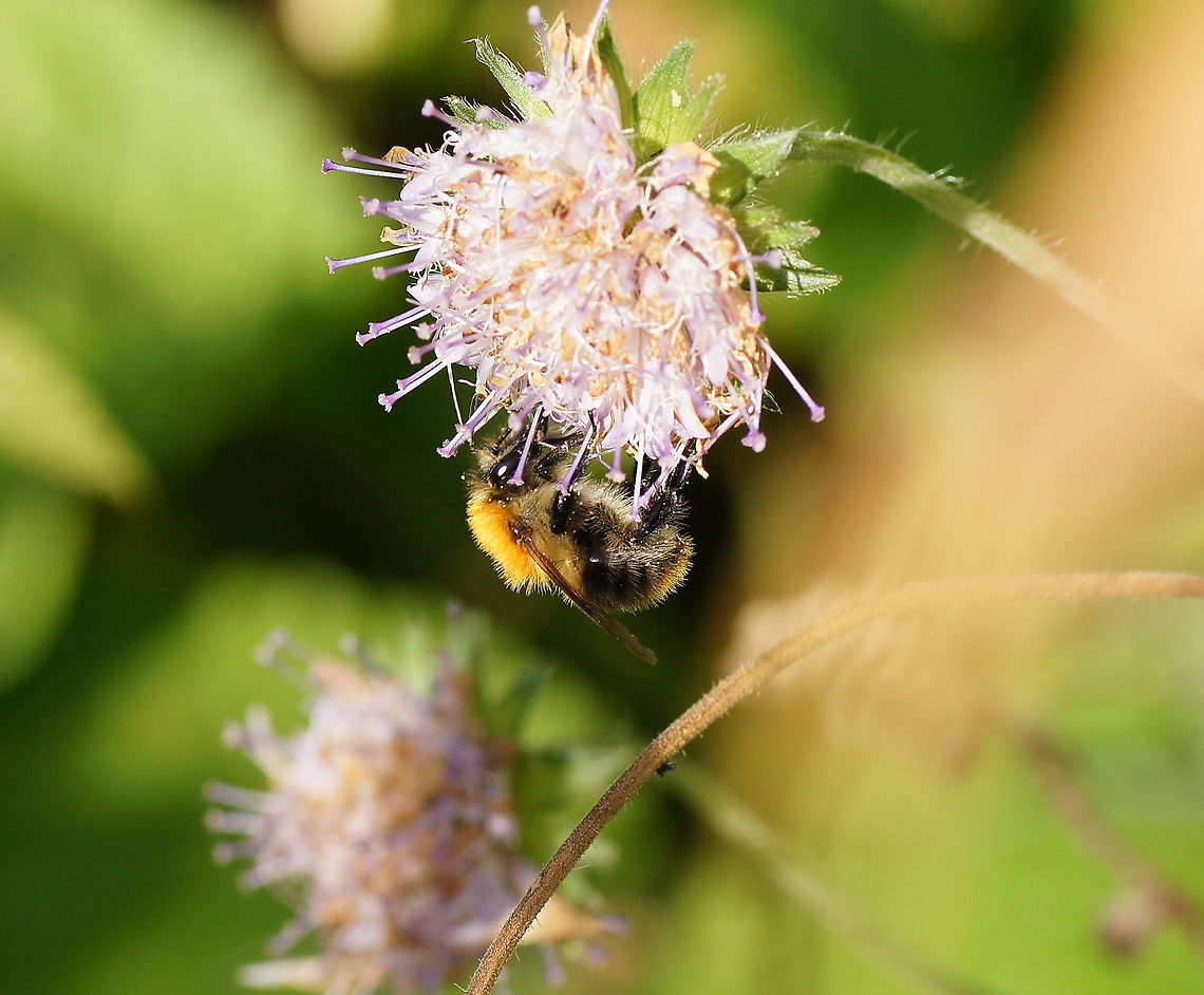 Bumblebee  Geotagged,The Netherlands