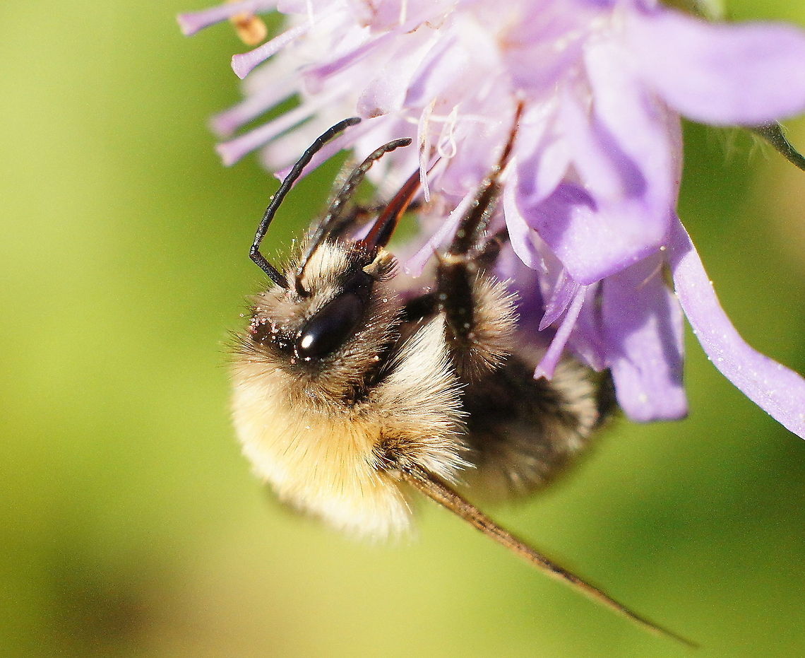 Garden Bumblebee Not sure about the ID. Bombus hortorum,Geotagged,The Netherlands