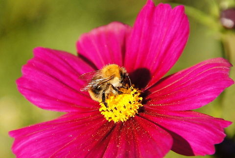 Carder Bee on Cosmea Dutch name: Honingbij op Cosmea (Cosmos bipinnatus) Bombus pascuorum,Cosmos bipinnatus,Geotagged,The Netherlands