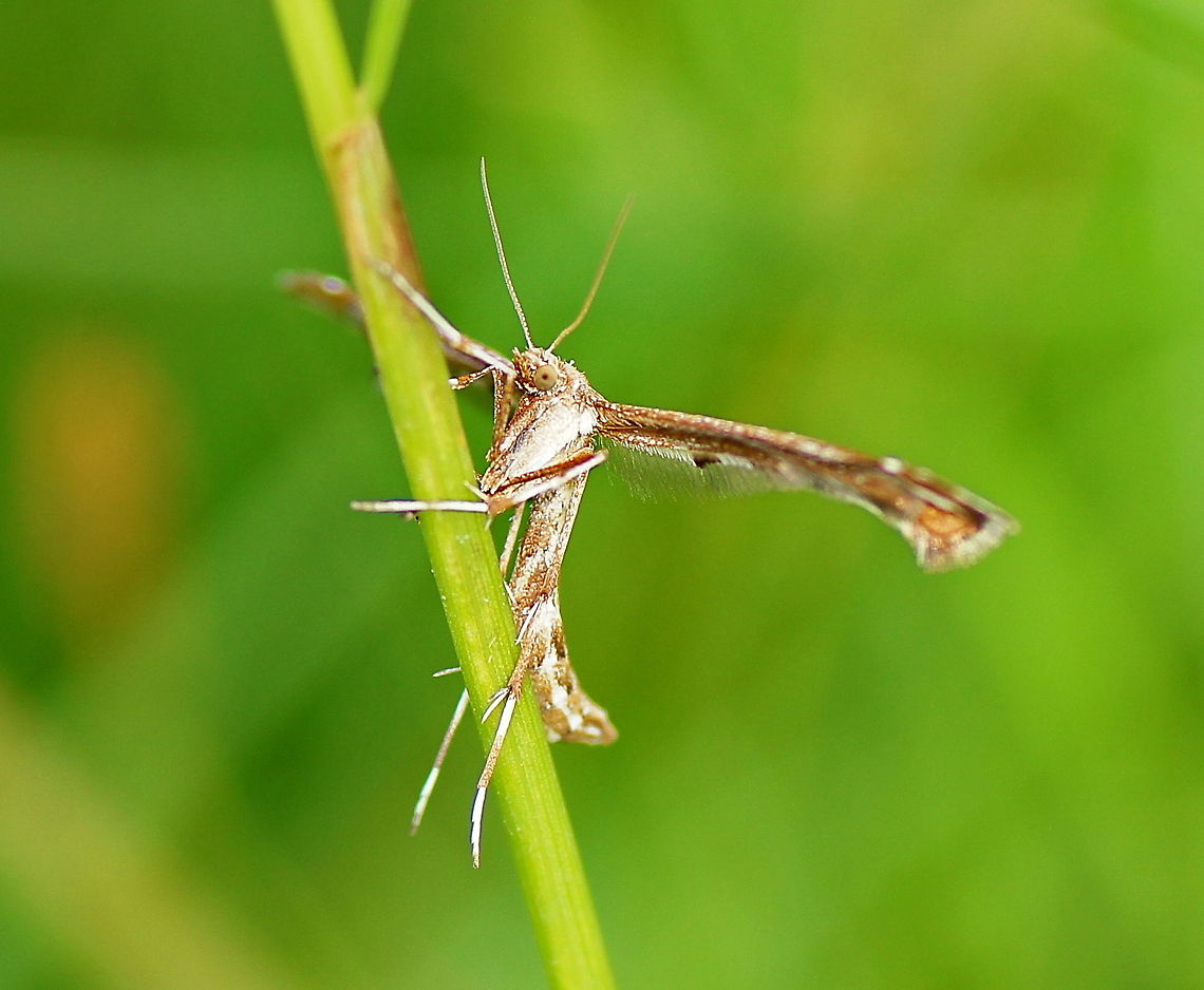 Beautiful plume moth Dutch name: Scherphoekvedermot Amblyptilia acanthadactyla,Austria,Geotagged
