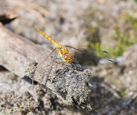 Vagrant Darter (Sympetrum vulgatum) Dutch name: Steenrode Heidelibel Geotagged,Sympetrum vulgatum,The Netherlands,Vagrant Darter