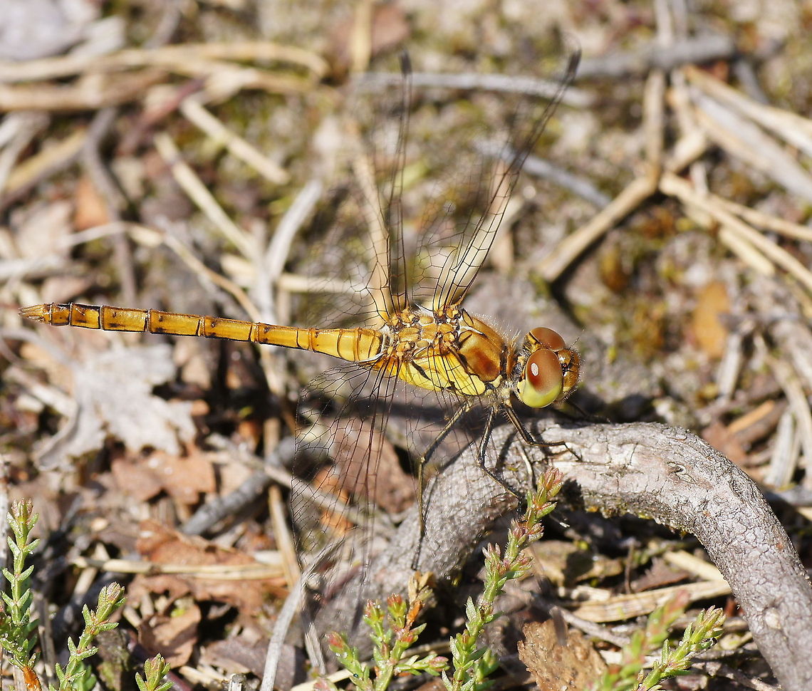 Common Darter  Common Darter,Geotagged,Sympetrum striolatum,Sympetrum vulgatum,The Netherlands,Vagrant Darter