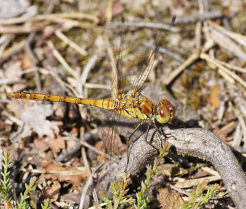 Common Darter  Common Darter,Geotagged,Sympetrum striolatum,Sympetrum vulgatum,The Netherlands,Vagrant Darter