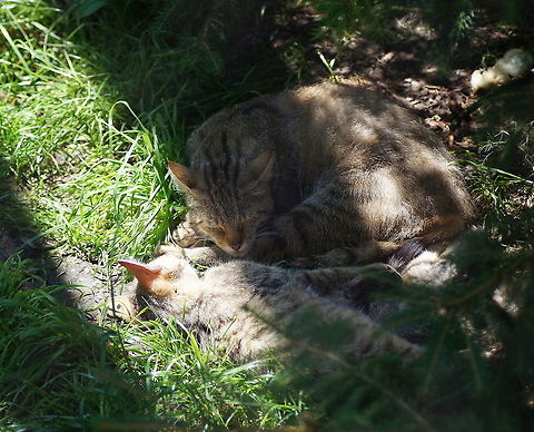 Wild Kat (Felis Silvestris)  Alpenzoo,Austria,Felis silvestris,Geotagged,Wildcat