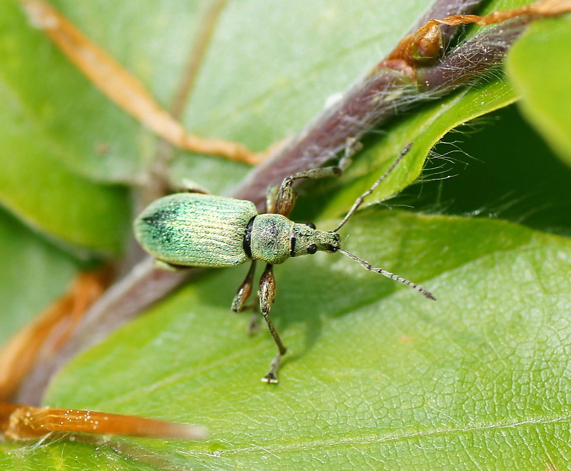 Green weevil (Phyllobius sp.) - top view Dutch name: Groene Snuitkever Geotagged,Phyllobius,The Netherlands