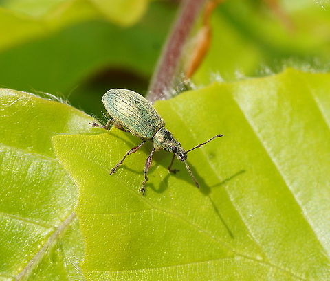 Green weevil (Phyllobius sp.) - side view Dutch name: Groene Struiksnuitkever Geotagged,Phyllobius,The Netherlands