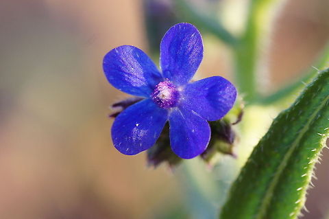 Creeping Gromwell Flower (Lithodora diffusa)  Geotagged,Lithospermum prostratum,Morocco