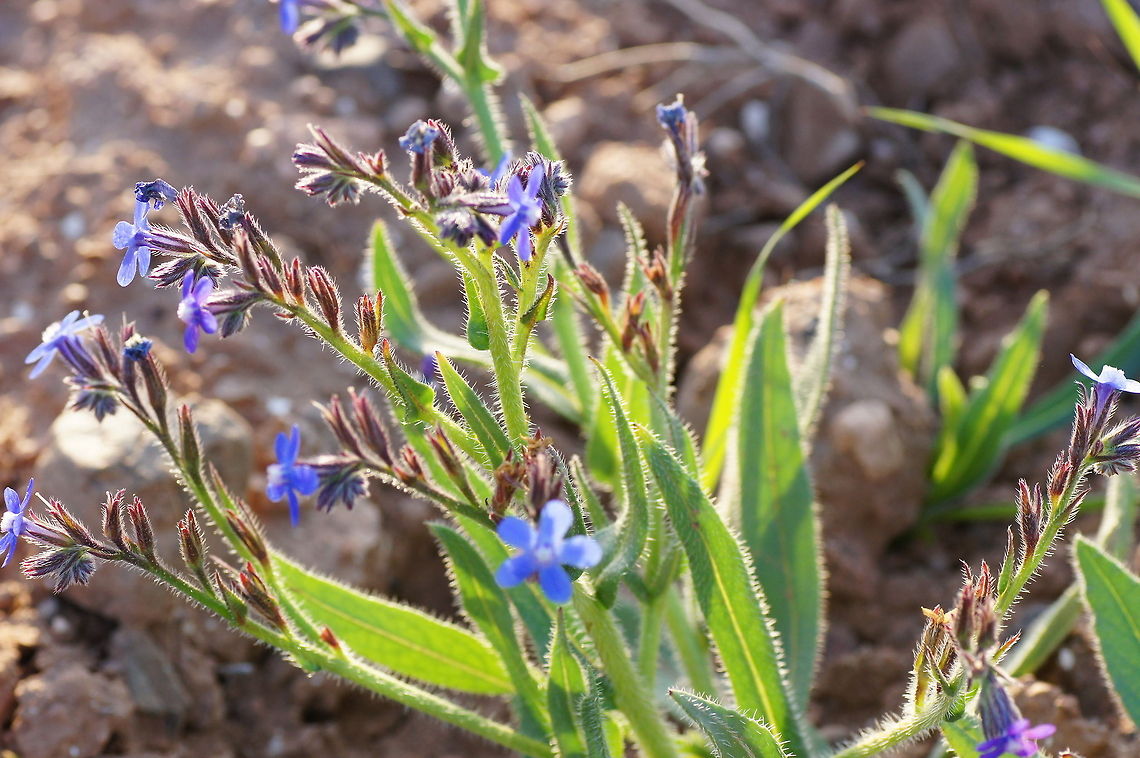 Creeping Gromwell (Lithodora diffusa)  Geotagged,Lithospermum prostratum,Morocco