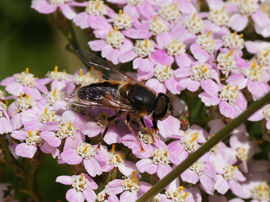 Drone fly (Eristalis pertinax) Flower is Achillea millefolium<br />
<br />
Dutch name: Kegelbijvlieg op duizendblad Eristalis pertinax,Geotagged,The Netherlands