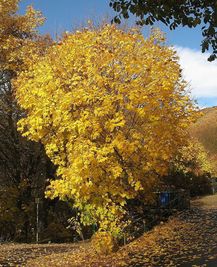 Oak tree in Autumn Oak tree in Autumn colors. Geotagged,Germany