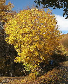 Oak tree in Autumn Oak tree in Autumn colors. Geotagged,Germany