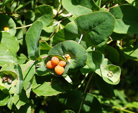 Goat-leaf honeysuckle Dutch name: Kamperfoelie
German name: Gartengeißblatt or Jelängerjelieber.
 Austria,Geotagged,Lonicera caprifolium
