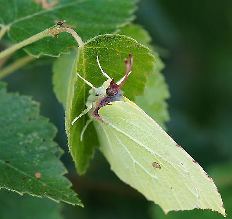 Brimstone butterfly (Gonepteryx Rhamni) Dutch name: Citroenvlinder Common Brimstone,Geotagged,Gonepteryx rhamni,The Netherlands
