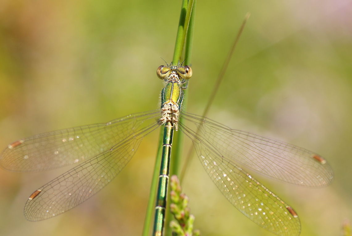 Willow Emerald Damselfly closeup Special about this specie of damselfly is that it keeps it&#039;s wings spreaded, damselflies normally keep them folded.<br />
<br />
Dutch name: Houtpantserjuffer Chalcolestes viridis,Geotagged,The Netherlands