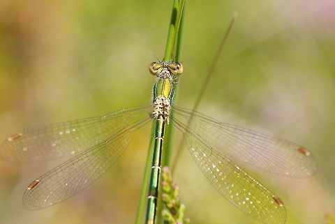 Willow Emerald Damselfly closeup Special about this specie of damselfly is that it keeps it's wings spreaded, damselflies normally keep them folded.

Dutch name: Houtpantserjuffer Chalcolestes viridis,Geotagged,The Netherlands
