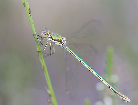 Small Emerald Damselfly (Lestes virens) I had seen this damselfly before with it's beautiful metallic green color, but then was not able to get close enough to get that color on picture. I am happy that I was able to this time!

Dutch name: Houtpantserjuffer Geotagged,Lestes virens,The Netherlands