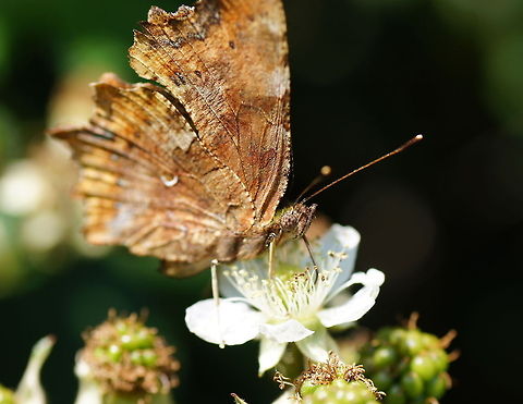 White Comma butterfly side (Polygonia c-album) Dutch name: Gehakkelde aurelia Comma,Geotagged,Polygonia c-album,The Netherlands