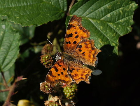 White Comma butterfly top (Polygonia c-album) Dutch name: Gehakkelde aurelia Comma,Geotagged,Polygonia c-album,The Netherlands