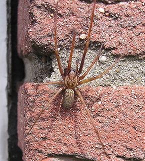 Tegenaria atrica spider One of the largest spider species in the Netherlands. This one is spanning two bricks (about 10cm). Geotagged,Tegenaria atrica,The Netherlands