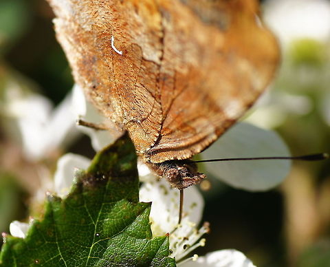 White Comma butterfly head top (Polygonia c-album) The c-album (meaning white C) in the name refers to the clearly visible white C sign on the side of the wings. In this picture it is clearly visible. Comma,Geotagged,Polygonia c-album,The Netherlands