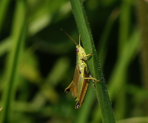 Meadow grasshopper (Chorthippus parallelus) Dutch name: Krasser Chorthippus parallelus,Geotagged,Meadow grasshopper,The Netherlands