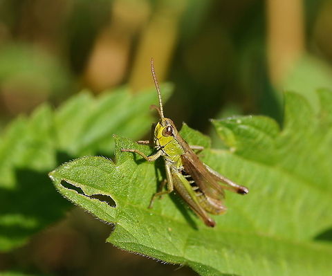 Meadow grasshopper (Chorthippus parallelus) Dutch name: Krasser Chorthippus parallelus,Geotagged,The Netherlands