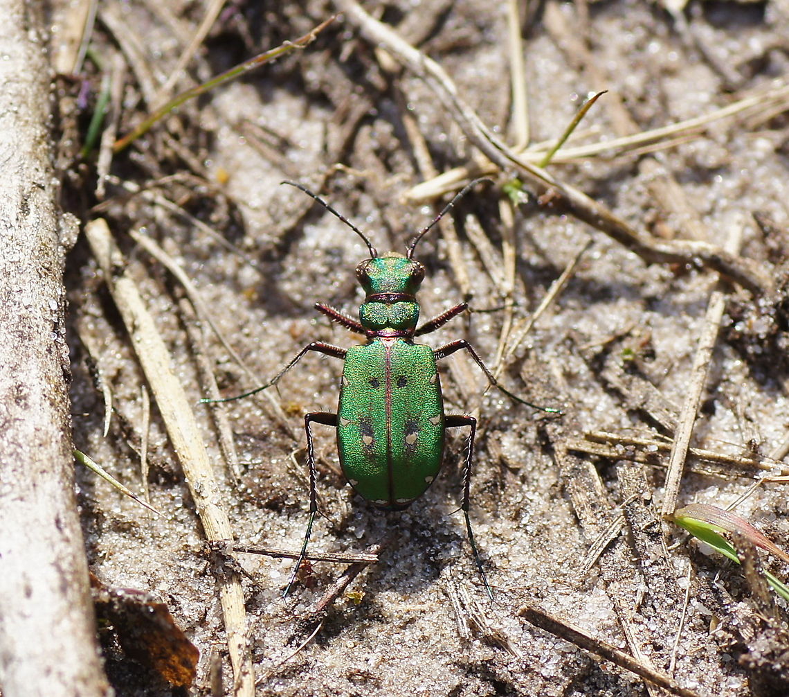 Green Tiger Beetle (Cicindela Campestris) Dutch name: Groene zandloopkever Cicindela campestris,Geotagged,Green Tiger Beetle,The Netherlands