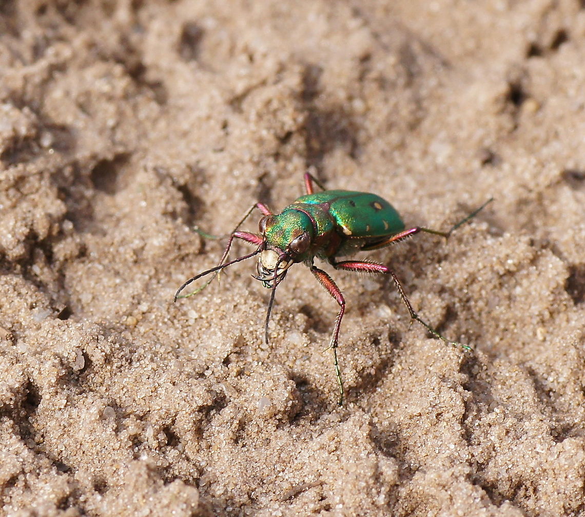 Green Tiger beetle (Cicindela Campestris) There where brown sand beetles everywhere, like one ever 10 meters of path. But only a few of the where the green ones so I really had to look at the color of the sand beetles all the time to find a green one.<br />
<br />
Tiger beetles are robbers which eat ants and other crawling insects. These jaws are not just to impress the females but to actually cut other insects in half.<br />
<br />
Dutch name: Groene zandloopkever Cicindela campestris,Geotagged,Green Tiger Beetle,The Netherlands