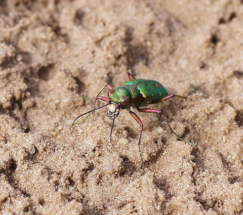 Green Tiger beetle (Cicindela Campestris) There where brown sand beetles everywhere, like one ever 10 meters of path. But only a few of the where the green ones so I really had to look at the color of the sand beetles all the time to find a green one.

Tiger beetles are robbers which eat ants and other crawling insects. These jaws are not just to impress the females but to actually cut other insects in half.

Dutch name: Groene zandloopkever Cicindela campestris,Geotagged,Green Tiger Beetle,The Netherlands