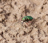 Green Tiger beetle (Cicindela Campestris) There where brown sand beetles everywhere, like one ever 10 meters of path. But only a few of the where the green ones so I really had to look at the color of the sand beetles all the time to find a green one.<br />
<br />
Tiger beetles are robbers which eat ants and other crawling insects. These jaws are not just to impress the females but to actually cut other insects in half.<br />
<br />
Dutch name: Groene zandloopkever Cicindela campestris,Geotagged,Green Tiger Beetle,The Netherlands
