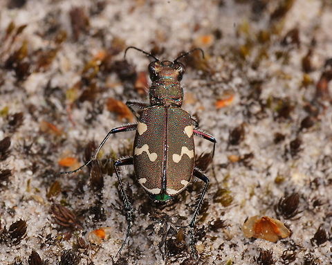 Hybrid dune tiger beetle (Cicindela Hybrida) Although looking plain brown and white at first sight, when getting close you can see iridising spots covering the beetle his back.

These tiger beetles where very common, but difficult to photograph. They where very shy and instantly flying far away as soon as you came within 1m or so. I took some time to approuch this one so it got more used to me and finally let me come within macro distance. Cicindela hybrida,Geotagged,The Netherlands