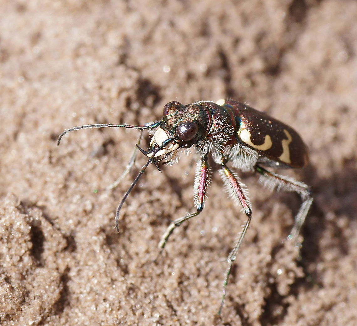 Hybrid dune tiger beetle (Cicindela Hybrida) Tiger beetle showing of its impressive jaws. Tiger beetles are robbers which eat ants and other crawling insects, so these jaws are not just to impress the females but to actually cut other insects in half.<br />
<br />
Dutch name: Basterdzandloopkever Cicindela hybrida,Geotagged,Six-spotted tiger beetle,The Netherlands