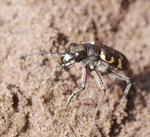 Hybrid dune tiger beetle (Cicindela Hybrida) Tiger beetle showing of its impressive jaws. Tiger beetles are robbers which eat ants and other crawling insects, so these jaws are not just to impress the females but to actually cut other insects in half.

Dutch name: Basterdzandloopkever Cicindela hybrida,Geotagged,Six-spotted tiger beetle,The Netherlands