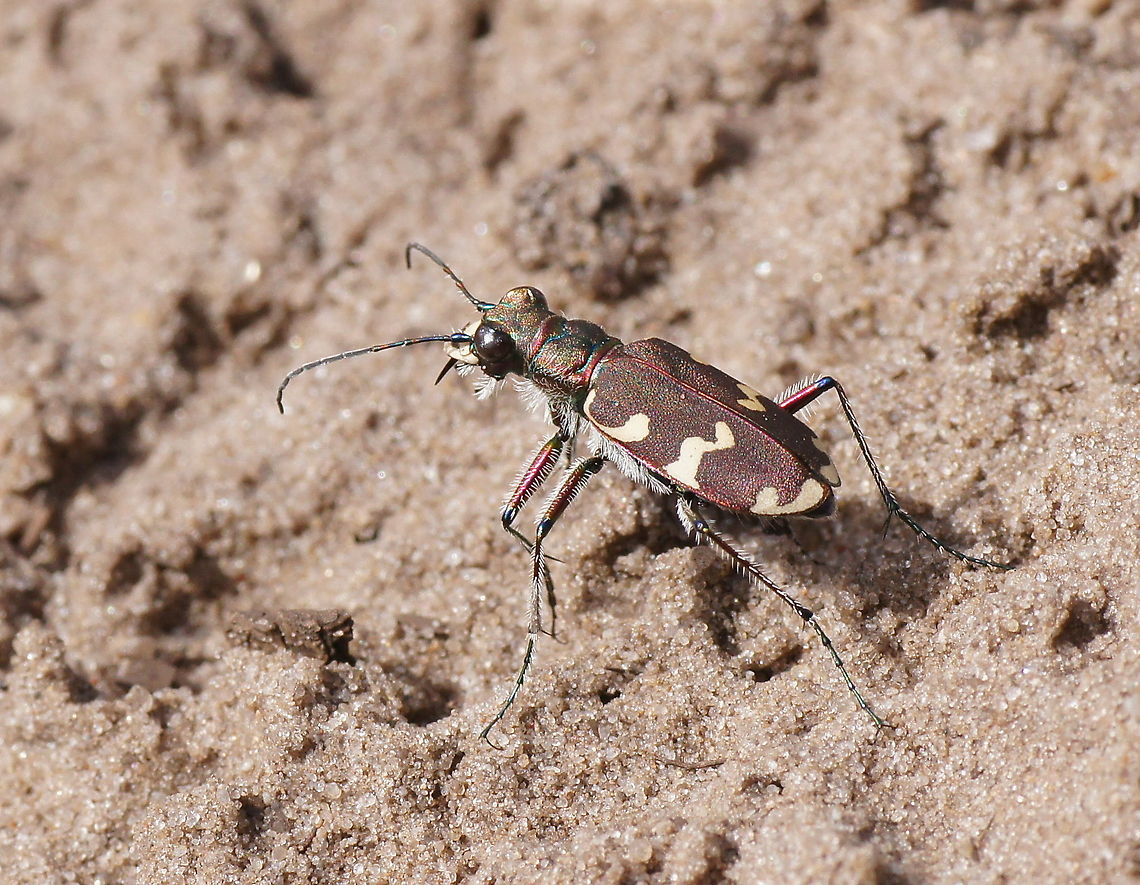 Hybrid dune tiger beetle (Cicindela Hybrida) Dutch name: Basterdzandloopkever Cicindela hybrida,Geotagged,Six-spotted tiger beetle,The Netherlands