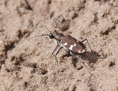 Hybrid dune tiger beetle (Cicindela Hybrida) Dutch name: Basterdzandloopkever Cicindela hybrida,Geotagged,Six-spotted tiger beetle,The Netherlands