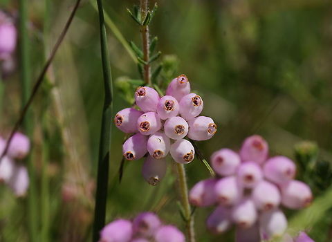 Con Underwood (Erica Tetralix L.) Dutch name: Dophei Erica tetralix,Geotagged,The Netherlands