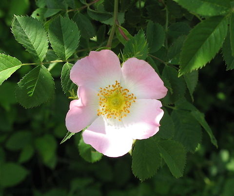 Dog Rose (Rosa Canina) The dog rose got it's name because it was used in the eighteenth and nineteenth centuries to treat the bite of rabid dogs.

Dutch name: Hondsroos Dog Rose,Geotagged,Rosa canina,The Netherlands