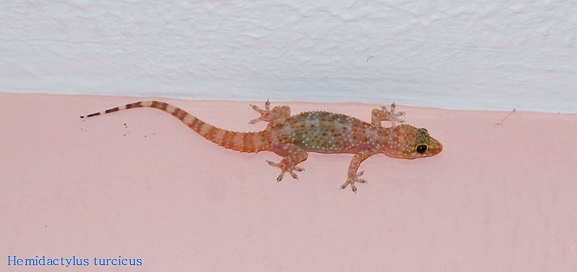 Mediterranean House Gecko (Hemidactylus Turcicus) Dutch name: Europese Tjitjak of Huisgekko<br />
Picture made by my dad. Geotagged,Hemidactylus turcicus,Mediterranean House Gecko,Turkey