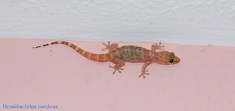 Mediterranean House Gecko (Hemidactylus Turcicus) Dutch name: Europese Tjitjak of Huisgekko
Picture made by my dad. Geotagged,Hemidactylus turcicus,Mediterranean House Gecko,Turkey