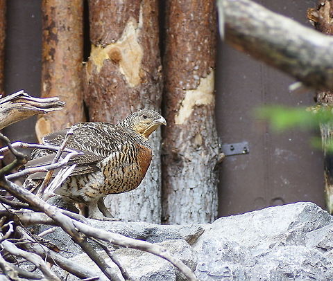 Auerhuhn (Tetrao Urogallus)  Austria,Geotagged,Tetrao urogallus,Western Capercaillie,alpenzoo