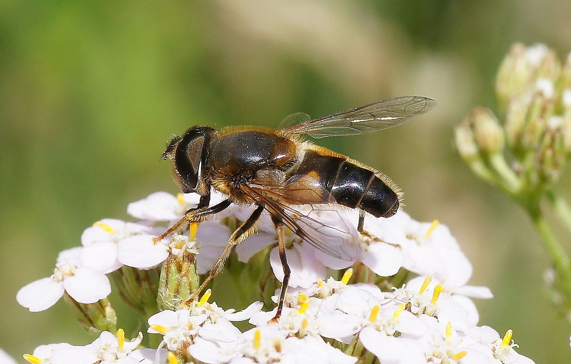 Drone Fly (Eristalis Pertinax) Dutch name: Kegelbijvlieg Eristalis pertinax,Geotagged,The Netherlands