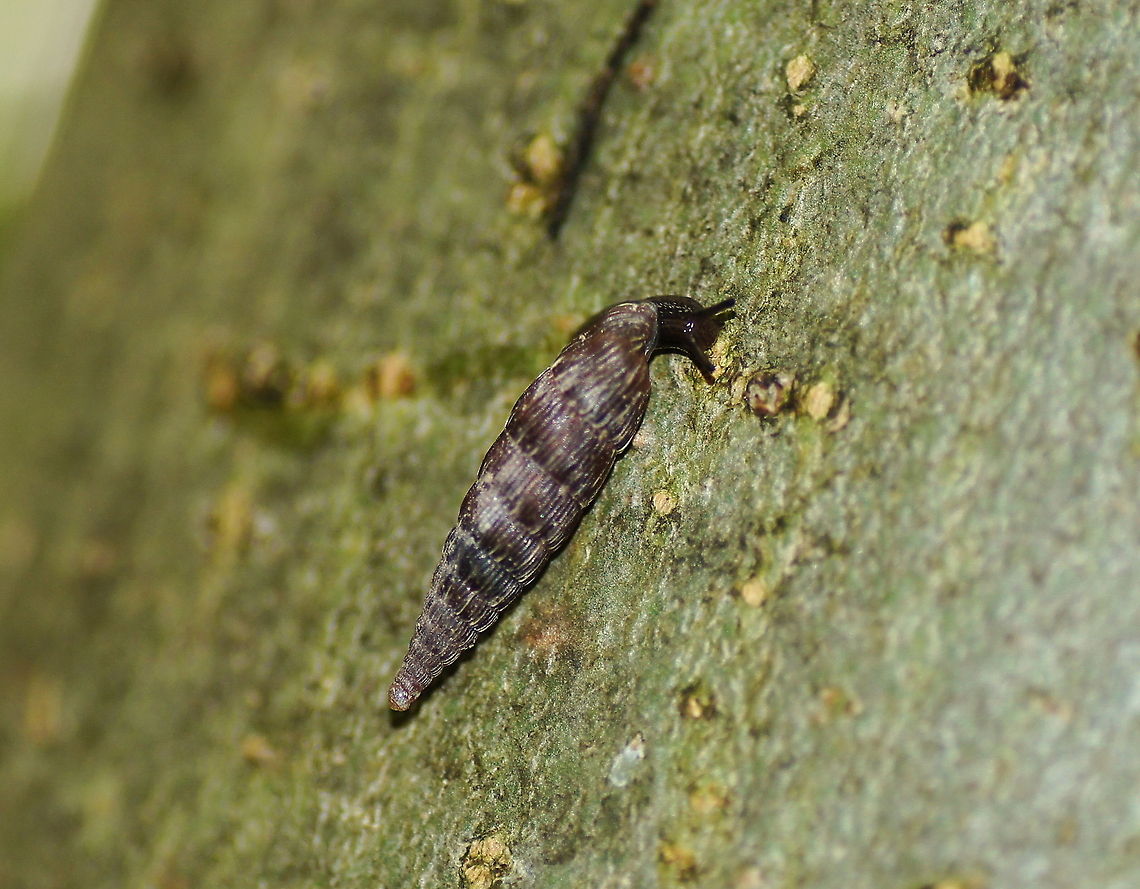 Pale Door Snail (Cochlodina Fimbriata) Pale door snail climbing high in a tree.<br />
<br />
Dutch name: Muurslak Austria,Cochlodina Fimbriata,Cochlodina laminata,Geotagged