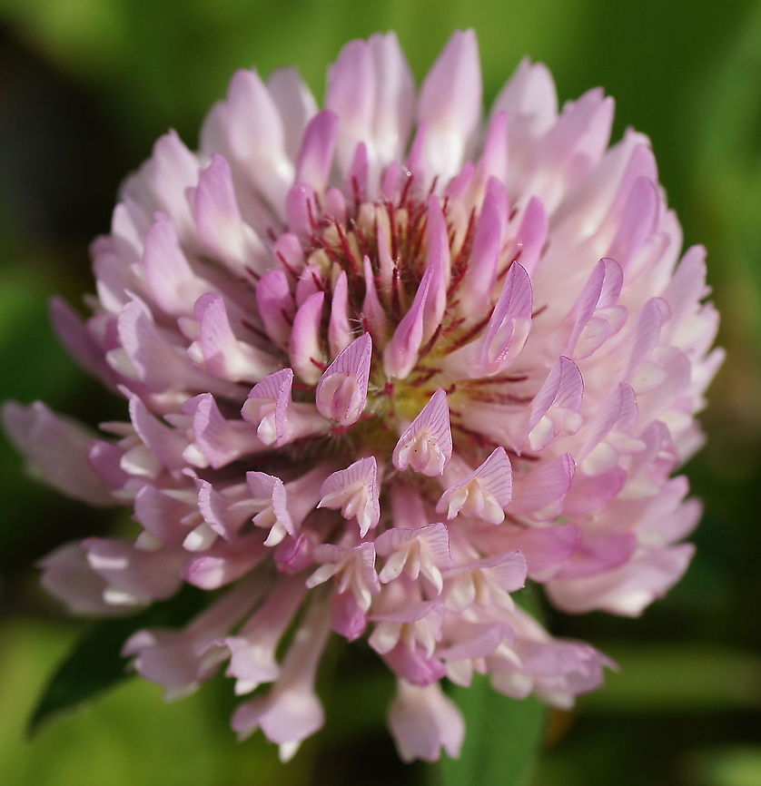 Red Clover (Trifolium Pratense) Dutch name: Rode Klaver Austria,Geotagged,Trifolium Pratense,Trifolium pratense,clover,red clover,rode klaver