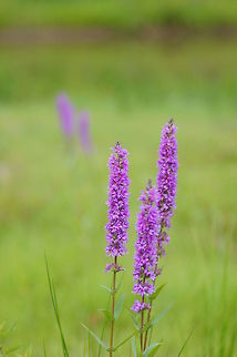 Purple Loosestrife (Lythrum Salicaria) Dutch: Grote Kattenstaart
Frysk: Kattesturt
Français: Salicaire commune
Deutsch: Blut-Weiderich Geotagged,Lythrum salicaria,Purple loosestrife,The Netherlands