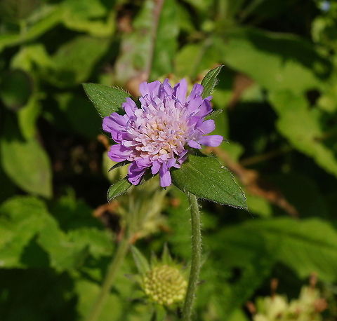 Field Scabious (Knautia Arvensis) Dutch name: Beemdkroon Field Scabious,Geotagged,Knautia arvensis,The Netherlands