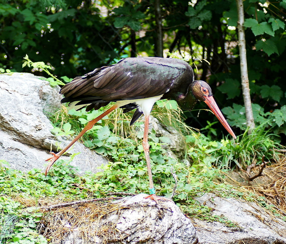 Black storck stretching (Ciconia Nigra)  Austria,Black Stork,Ciconia nigra,Geotagged,alpenzoo