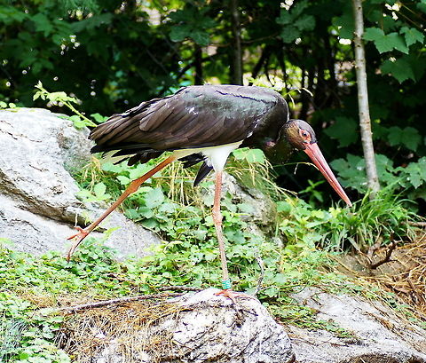 Black storck stretching (Ciconia Nigra)  Austria,Black Stork,Ciconia nigra,Geotagged,alpenzoo